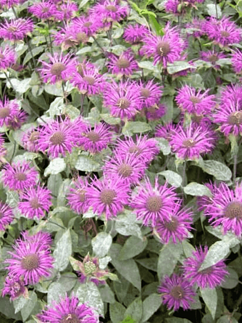 Монарда гибридная Melissa