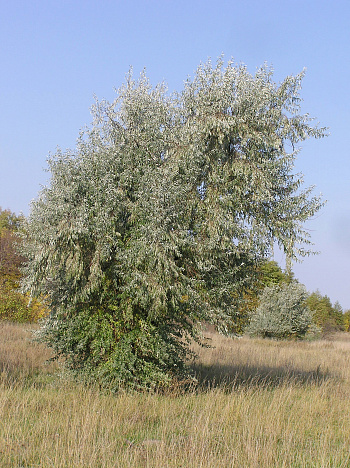 Лох узколистный