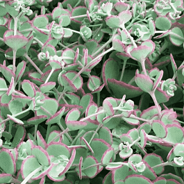 Очиток Зибольда Bright Pink