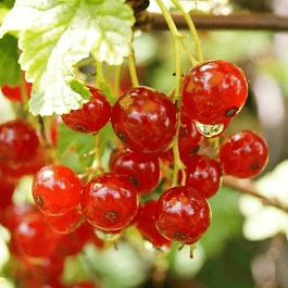 Смородина красная Ненаглядная