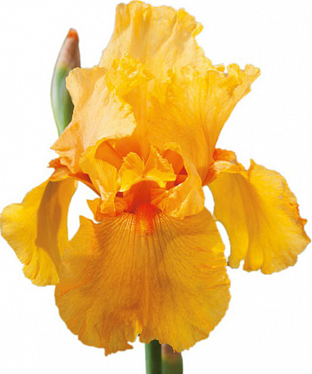 Ирис бородатый Вай Нот