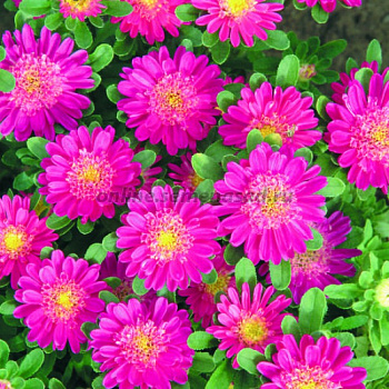 Астра Фан Дип Роуз