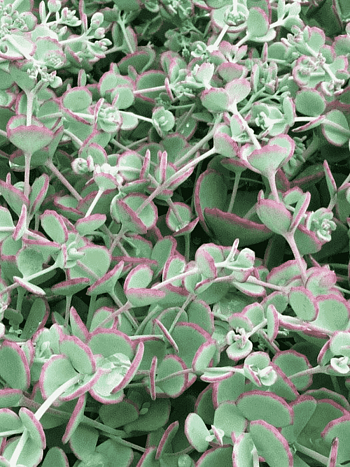 Очиток Зибольда Bright Pink