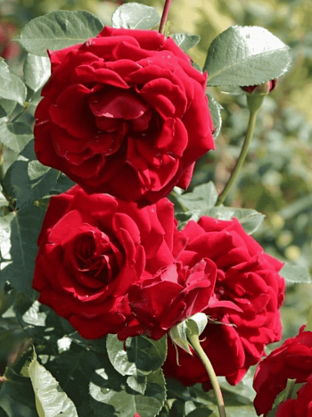 Роза плетистая Nahelglut