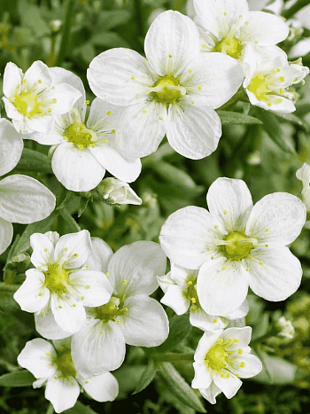 Камнеломка Арендса Marto White