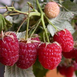 Малина ремонтантная Дочь Геракла