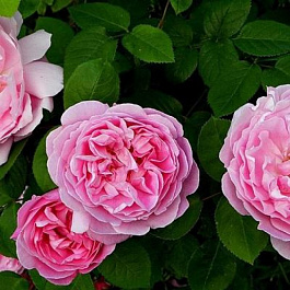 Роза почвопокровная Пинк Беллс