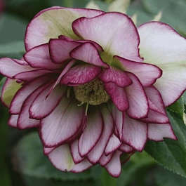 Морозник восточный Double Ellen Picotee