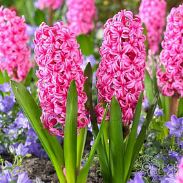Гиацинт садовый Джоанна