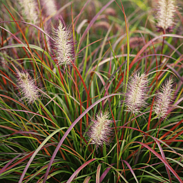 Пеннисетум лисохвостый Burgundy bunny