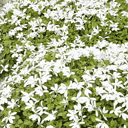 Пратия стебельковая Treadwellii