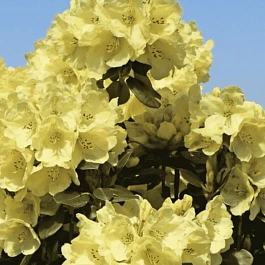 Рододендрон гибридный Goldkrone