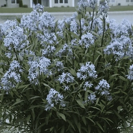 Амсония табермонтана