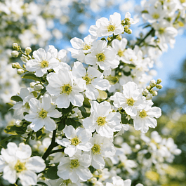 Экзохорда крупноцветная The Bride