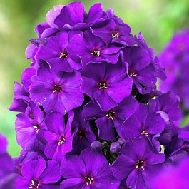 Флокс метельчатый Кинг Флокс метельчатый Кинг