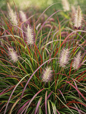 Пеннисетум лисохвостый Burgundy bunny