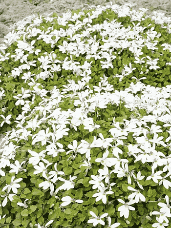 Пратия стебельковая Treadwellii