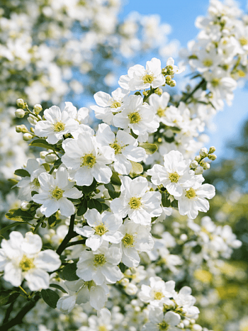 Экзохорда крупноцветная The Bride