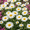Астра альпийская White