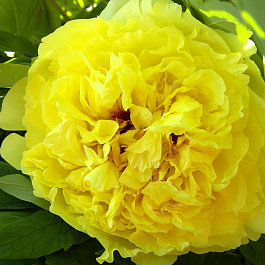 Пион ИТО Йеллоу Краун