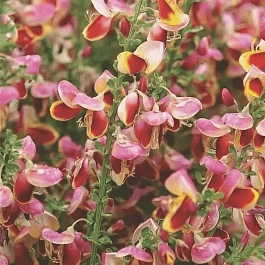 Ракитник венечный Burkwoodii