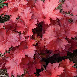 Гейхера Forever Red