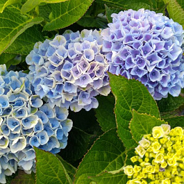 Гортензия крупнолистовая Мэджикал Революшн