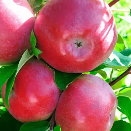 Яблоня Лобо