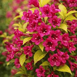 Вейгела гибридная Olympiade