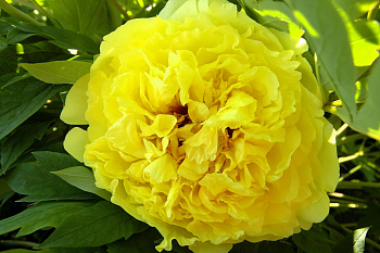 Пион ИТО Йеллоу Краун