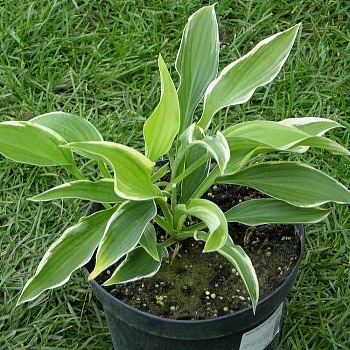 Хоста гибридная Моерхейм