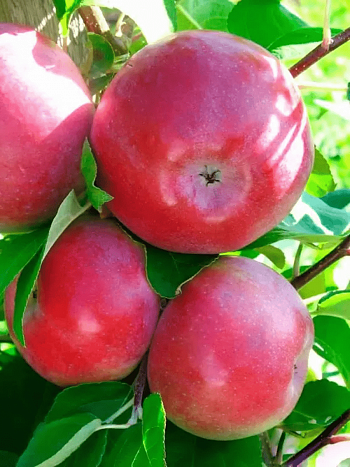 Яблоня Лобо