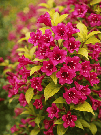 Вейгела гибридная Olympiade