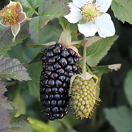 Ежевика садовая Black Butte