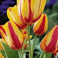 Тюльпан Color Spectacle