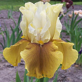 Ирис бородатый Бейберри Кэндл