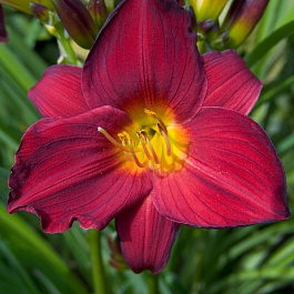 Лилейник гибридный Джипси Тертл НАБОР 2ШТ (1+1)