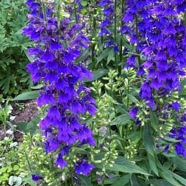 Лобелия синяя Fun Blue