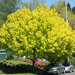 Клен остролистный Принстон Голд