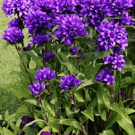 Колокольчик скученный Superba