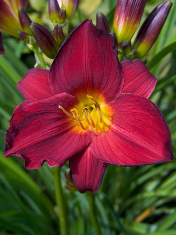 Лилейник гибридный Джипси Тертл НАБОР 2ШТ (1+1)