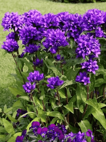 Колокольчик скученный Superba