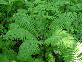 Страусник обыкновенный