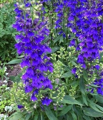 Лобелия синяя Fun Blue