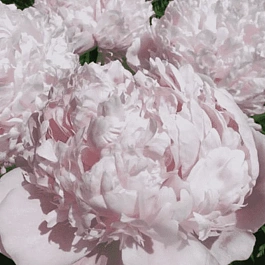 Пион Молочноцветковый Sweet 16