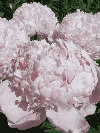 Пион Молочноцветковый Sweet 16