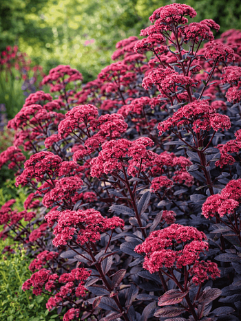 Очиток Touchdown Teak