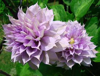 Клематис крупноцветковый Бель оф Вокинг Клематис крупноцветковый Бель оф Вокинг