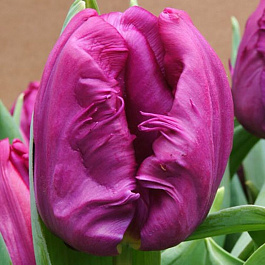 Тюльпан попугайный Пэррот Принц