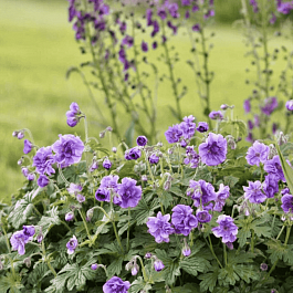 Герань гималайская